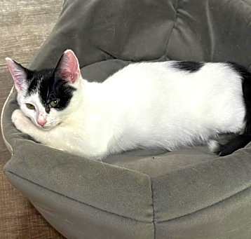 Photo of Tesla