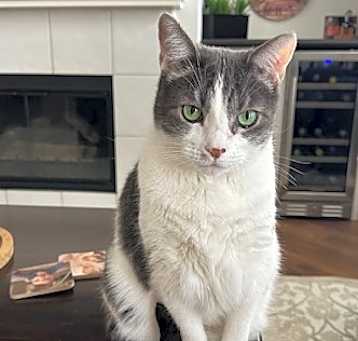 Photo of Archie