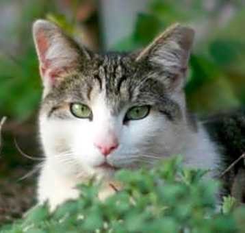 Photo of Barn Cats
