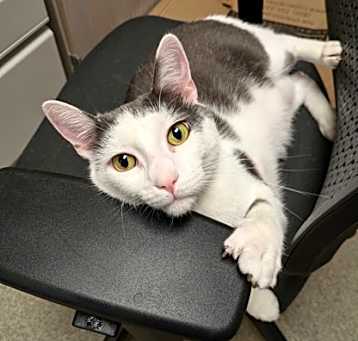 Photo of Cassius