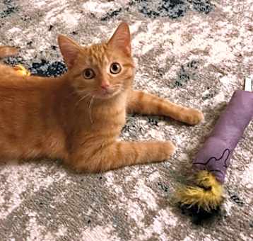 Photo of Marmalade