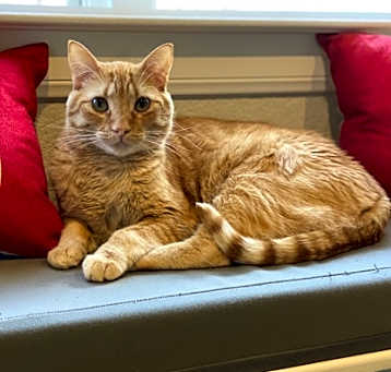 Photo of Tybalt