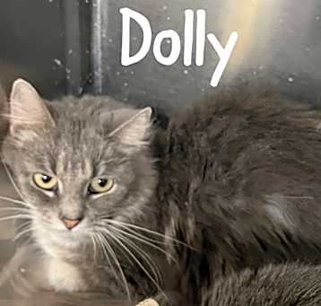 Photo of Dolly
