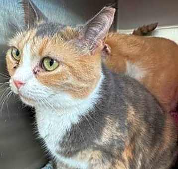 Photo of Sundae