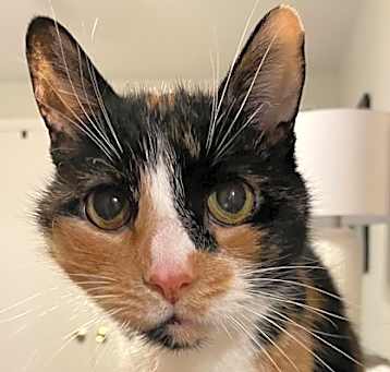Photo of Miffy - Available in Foster