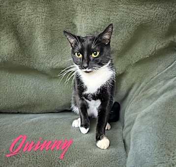 Photo of Quinny