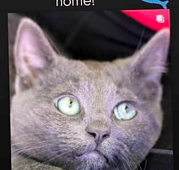Photo of Minnow