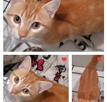 Photo of A therapy Cat "Oro"