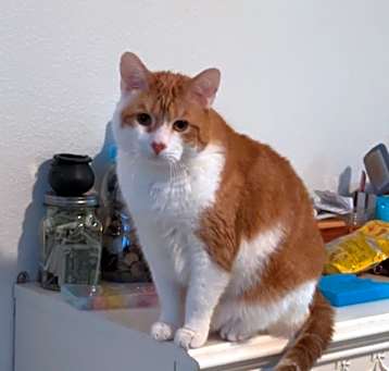 Photo of Gizmo