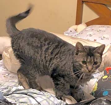Photo of WILLOW