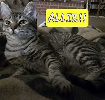 Photo of Allie