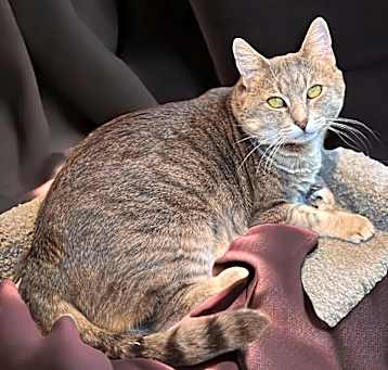 Photo of Wrangler
