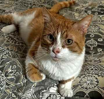 Photo of Buddy