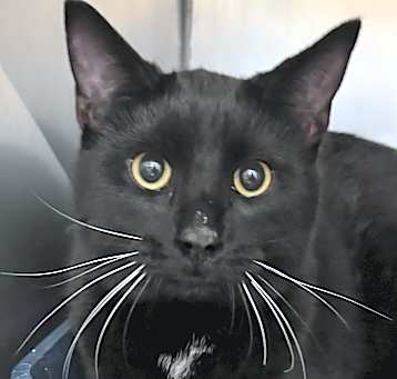Photo of Milo