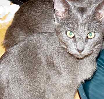 Photo of Blue