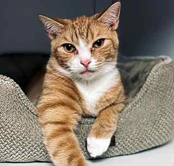 Photo of Atlas