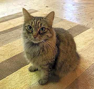 Photo of Isabella - Pretty Manx!