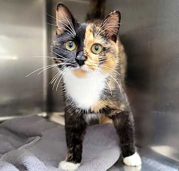 Photo of Lovey