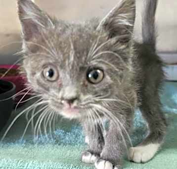Photo of Bootsie