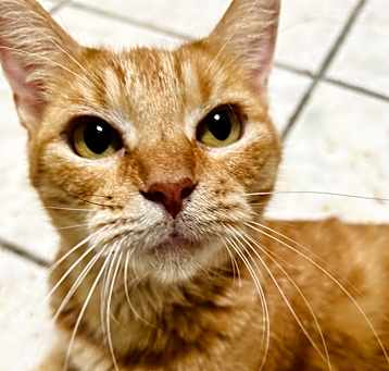Photo of Pumpkin (Lakeland, FL)