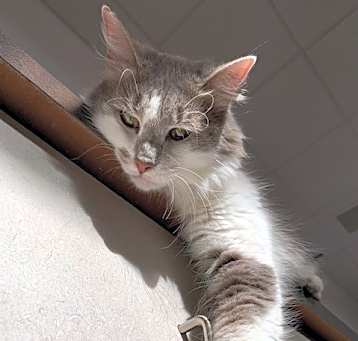 Photo of Perseus