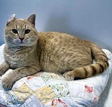 Photo of Creamsicle