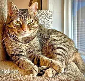 Photo of Snickers