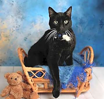 Photo of Marten