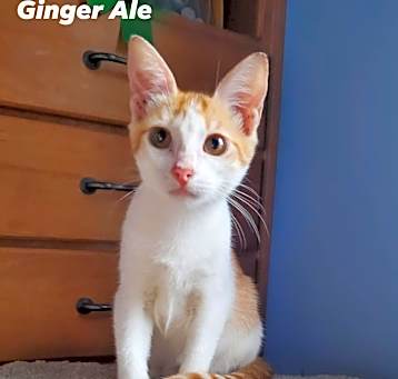 Photo of Ginger Ale