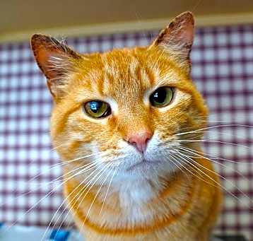 Photo of Maizy