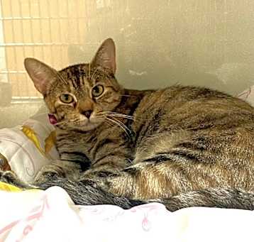 Photo of Shirley Cat