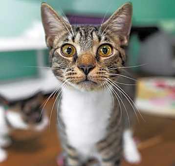 Photo of Purlina