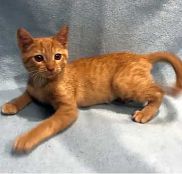 Photo of Cheddar