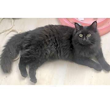Photo of Ember