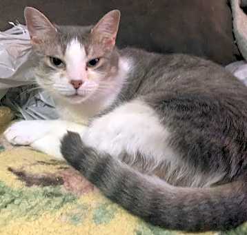 Photo of Godiva