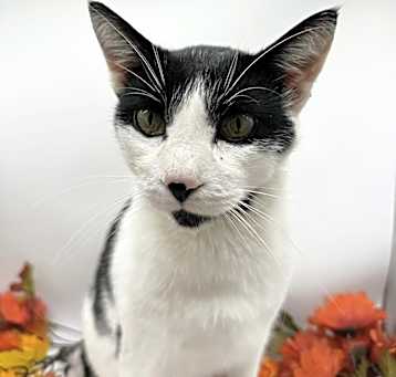 Photo of Bandit XIII