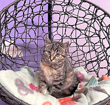 Photo of Ember