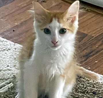 Photo of Ralphie