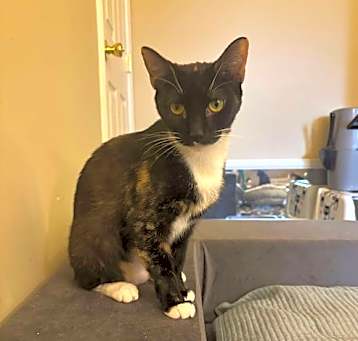 Photo of Taco 0354