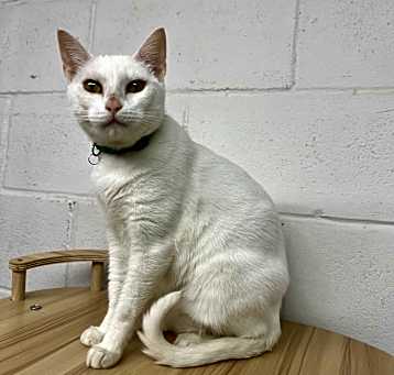 Photo of Blanca