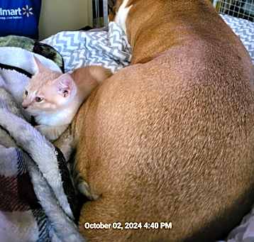 Photo of Scooter