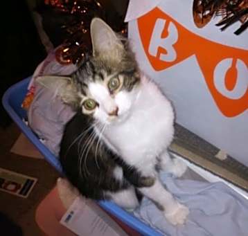 Photo of Dasher/david