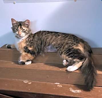 Photo of PomPom