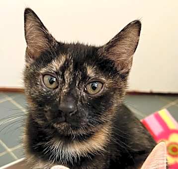 Photo of Devi