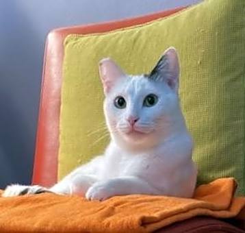 Photo of Shiloh
