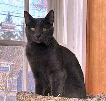 Photo of Lavender