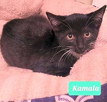 Photo of Kamala