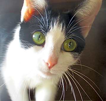 Photo of ITSY BITSY