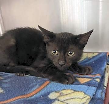 Photo of Cinder - In Foster