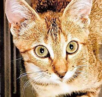Photo of Tinker Bell